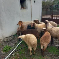 عرضه ۶ راس گوسفند همراه با بره|حیوانات مزرعه|گتاب, |دیوار