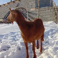 بزسانن|حیوانات مزرعه|فاروج, |دیوار