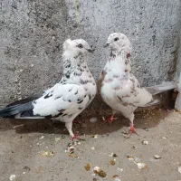 دو جفت کفتر پرشی|پرنده|ملایر, |دیوار