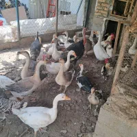 مرغ|حیوانات مزرعه|گرگان, |دیوار