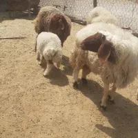 میش وبره قوچ
