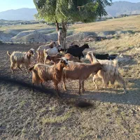 بزچاق داشتی