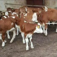 فروش گوساله شیرخوار و قطع شیر سمینتال بالا۵راس