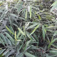 بنجامین آمستل|گل و گیاه طبیعی|کوچصفهان, |دیوار