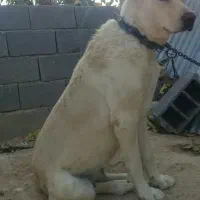 سگ ماده خراسان
