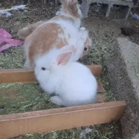 خرگوش مینی لوپ و آمریکایی