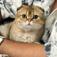 گربه اسکاتیش فولد نر کشش