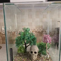 اکواریوم  ماهی