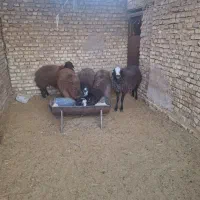 بره شال برا پروار و کشتار