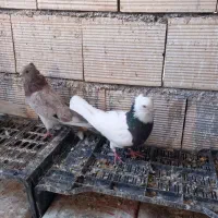 ۱۴ عدد کبوتر