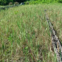 ۲۷۰متر زمین  باغی نزدیک ساحل نقد و اقساط