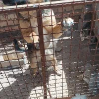 سگ نگهبان ژرمن