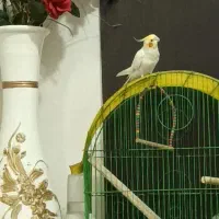 عروس هلندی گم شده