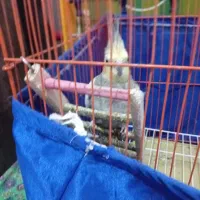 عروس هلندی نر|پرنده|کنگاور, |دیوار