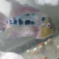 اولین نژاد ماهی فلاور هورن خاص و نایاب|ماهی|ری, امین آباد|دیوار