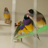 جوجه گلدین سهره قناری کوتوله عروس هلندی طوطی|پرنده|اصفهان, رحیمآباد|دیوار