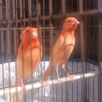 جفت قناری ردفاکتور کمیاب