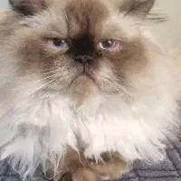 گربه|گربه|دزفول, |دیوار