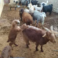 فروش بزابستن وکهره دار