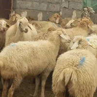 گوسفند مغانی آبستن و بره دار