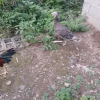 بوقلمون و اردک اسرائیلی نر|حیوانات مزرعه|رشت, حومه رشت|دیوار