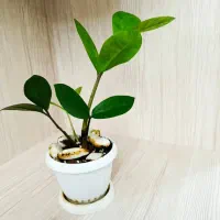 زاموفیلیا کینگ