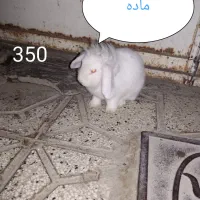 خرگوش بالغ و بچه خرگوش