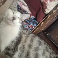 گربه گمشده|حیوانات|ورامین, شهرک فاطمیه|دیوار