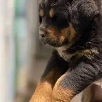 سگ رتوایلر اروپایی کینگ|سگ|کرج, گلستان|دیوار