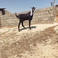 تکه
