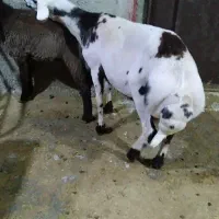 1عددبره قورچ پلنگی لخت 1عددمیش زایده پلنگی