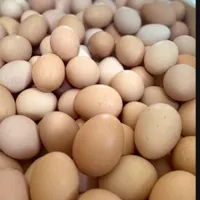 تخم مرغ رسمی نطفه دار