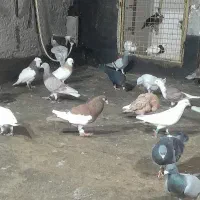یهودی سرخ و سبز و قره مینا کاکلی