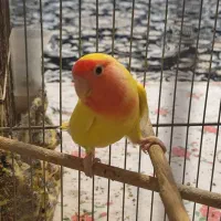 طوطی ماده|پرنده|شوش, |دیوار