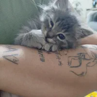 توله اسکاتیش