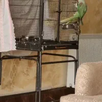 شاه طوطی|پرنده|پاکدشت, پاکدشت (مامازند)|دیوار