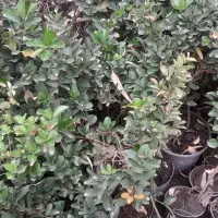 زمین کشاورزی