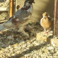 کبوتر بادکنکی درشت پاپر نر معاوضه با مرغ تخمگذار|پرنده|احمدآبادمستوفی, |دیوار