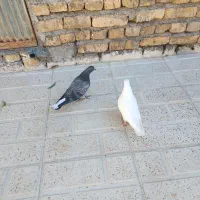 فروش دو عدد جوجه کبوتر|پرنده|خوانسار, |دیوار