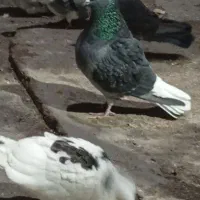 کبوتر تضمینی