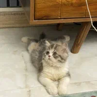 گربه