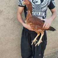 مرغ لاری|حیوانات مزرعه|کبودرآهنگ, |دیوار