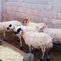 میش ابست بره