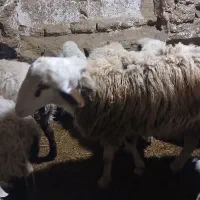 قوچ بروجردی