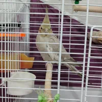 عروس هلندی|پرنده|کومله, |دیوار