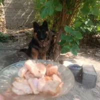 سگ ژرمن شولاین