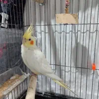 عروس هلندی جفت