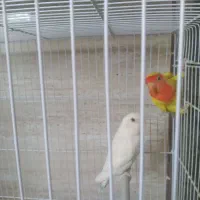 جفت کوتوله