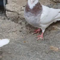 طوقی ماده
