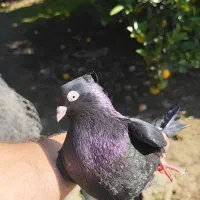 کبوتر زاغ آبادانی|پرنده|تهران, بوستان سرخه حصار|دیوار